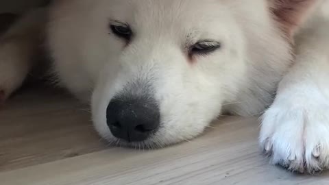 Samoyed is super cute