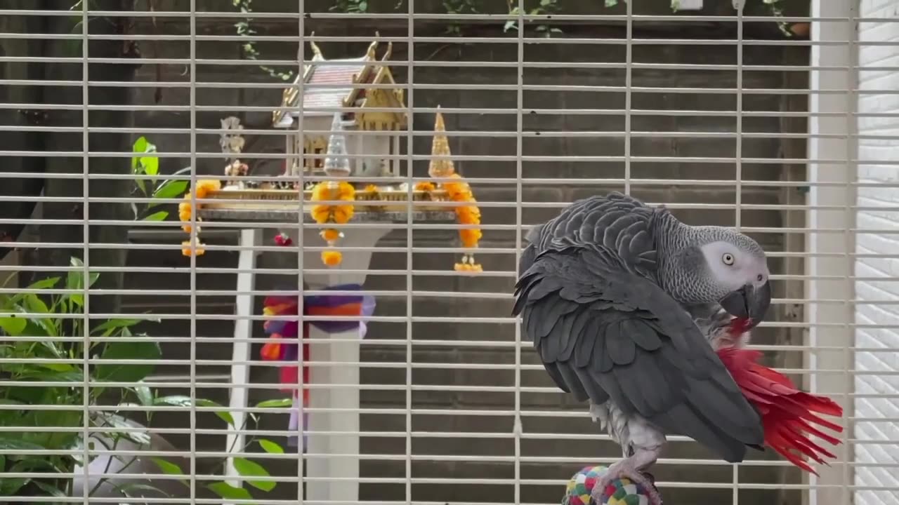 Information about the African Gray Cusco Parrot