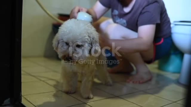 An asian chinese mid adult woman cleaning her pet toy poodle at home🥰