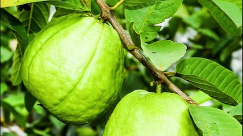 How to grow lychee and guava trees, great way to propagate litchi and guava trees by air layering!