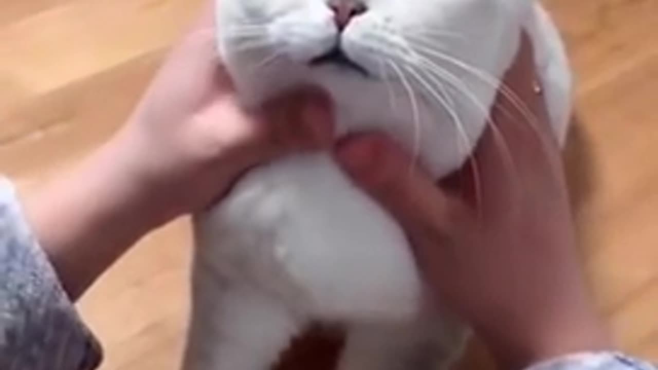 Fun with cat at home