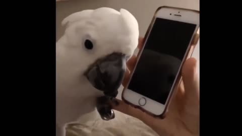 This parrot is talking on the phone with its owner