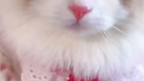 Cute cat 😻