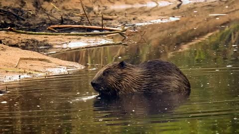 Beaver Animal Nature Water Wildlife