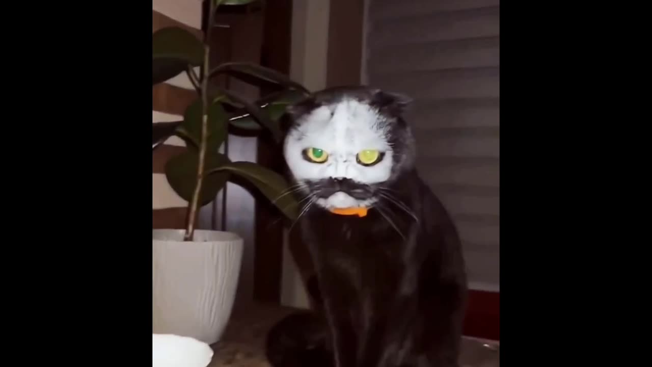 Funny Cats