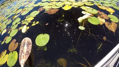 A Relaxing Day Of Frog Bassin'-20