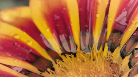 Yellow flower macro close up