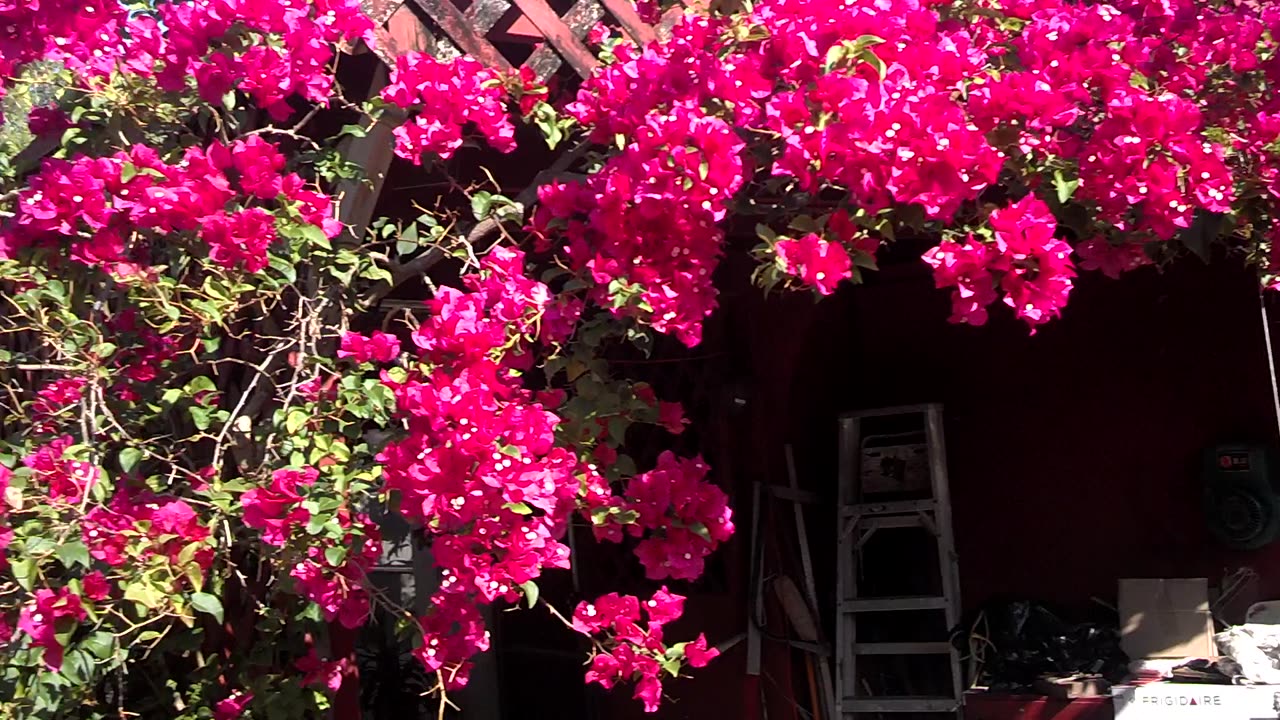 South Florida Giant Swallowtail on Bougainvillea