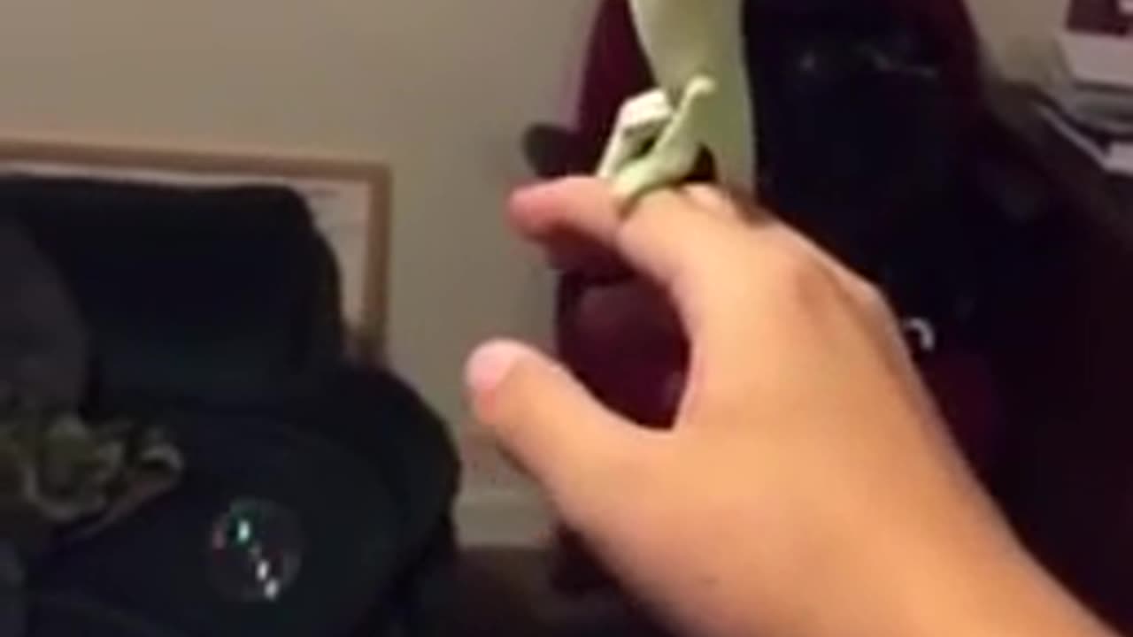 Chameleon pops some bubbles