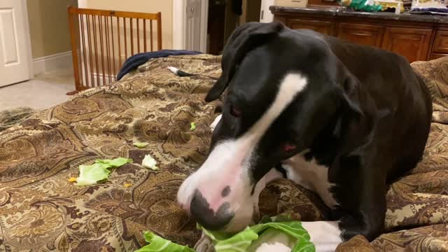 Funny Great Dane Shreds Mastitis Cabbage Compress Into Coleslaw