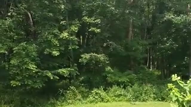 Amanda Grace Talks..The Release Of JoJo The Orphaned Robin!!