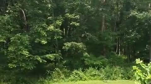 Amanda Grace Talks..The Release Of JoJo The Orphaned Robin!!