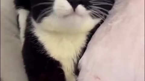 funny cats #funny #funnycats #cute