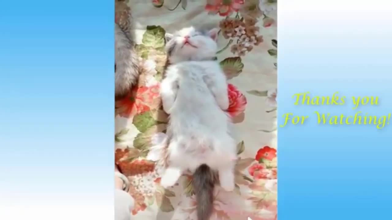 Animal funny video
