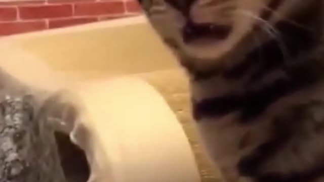 the cat is so surprised by the smell