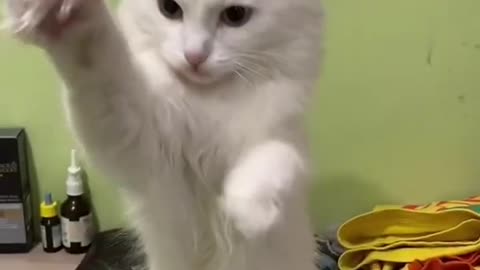#CuteBabyAnimals #Funny #daily #Shorts #amushorts #rumble C068