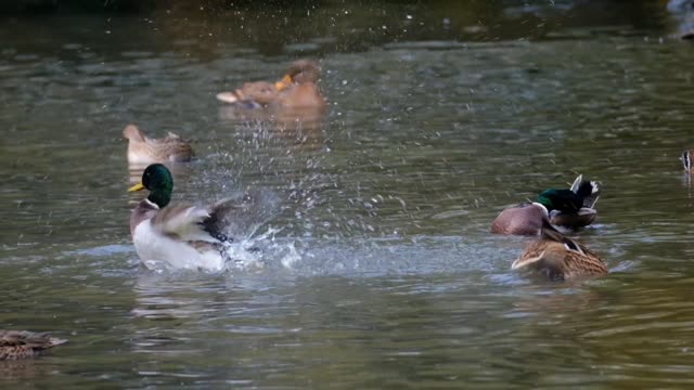 Canards L'eau Fun Sauvagine Des Animaux