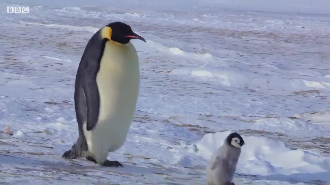 Baby Penguin Tries To Make Friends | Snow Chick: A Penguin's Tale | BBC Earth