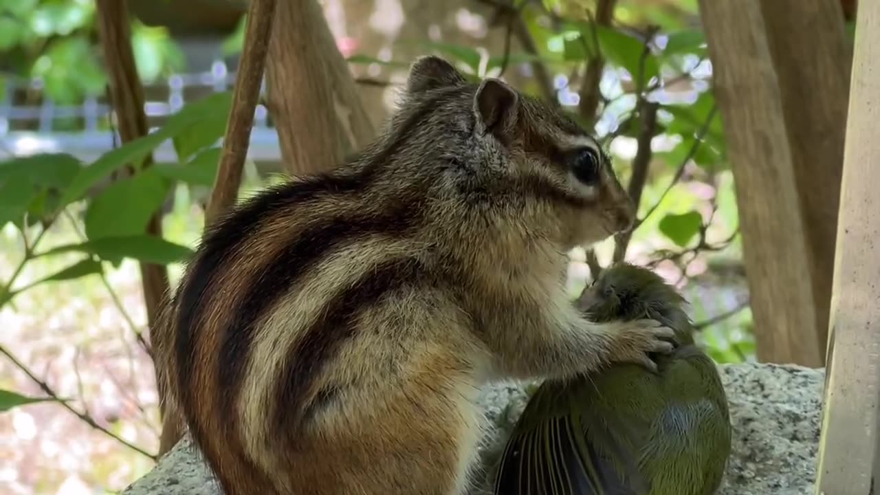 The squirrel dines on the sparrow...😱😱😱😱😱😱😱😱