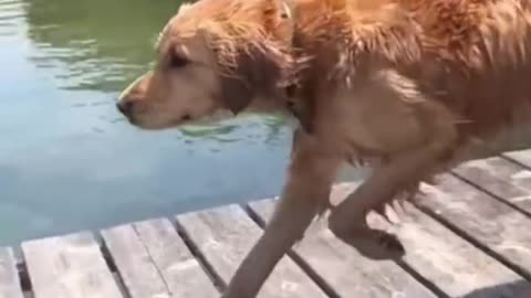 Funny animal