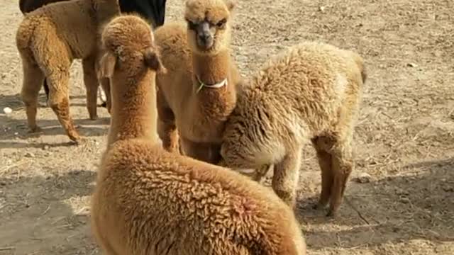 alpacas