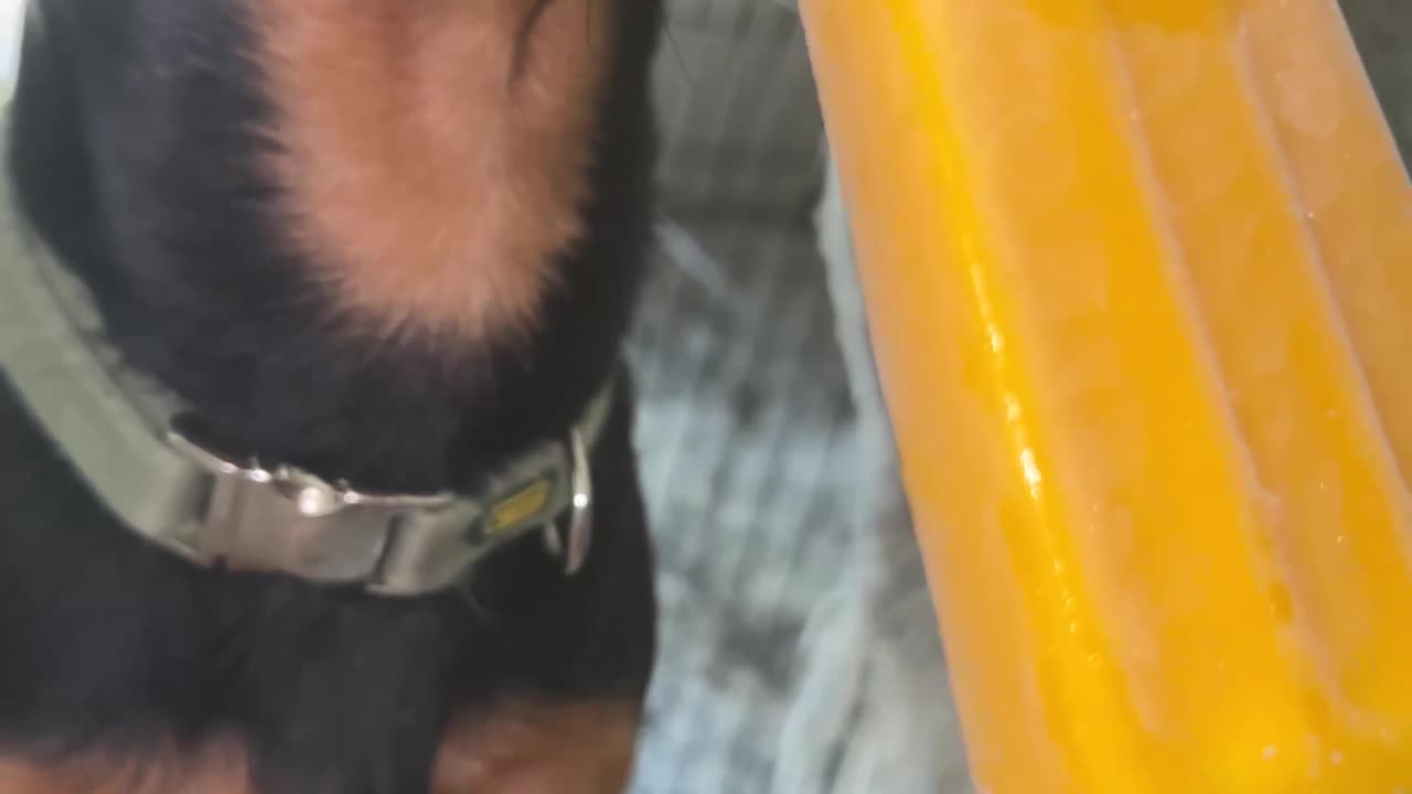 Dog Comically Rests Nose While Licking Ice Cream