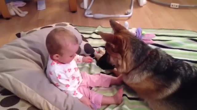 Babysitting by dog