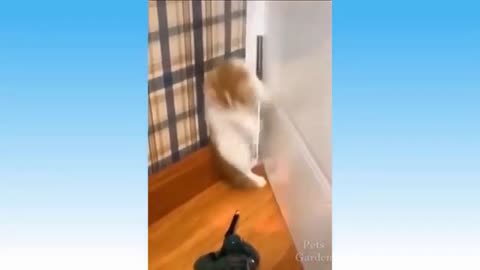 Kitten reacts with fear