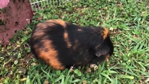 Saying Goodbye to A Friend