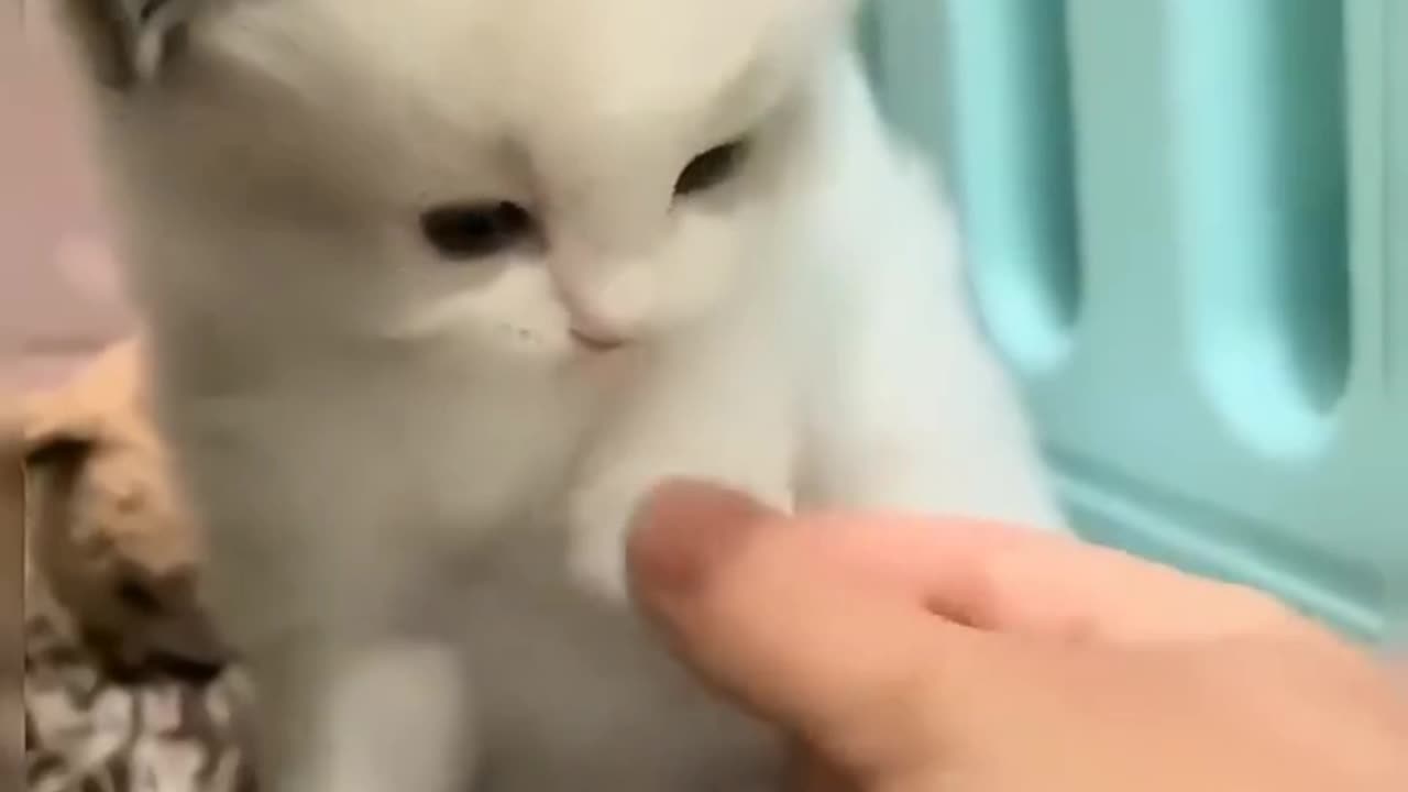 Funny cats, short, America, England, comedy, short, beutiful, cute, funny