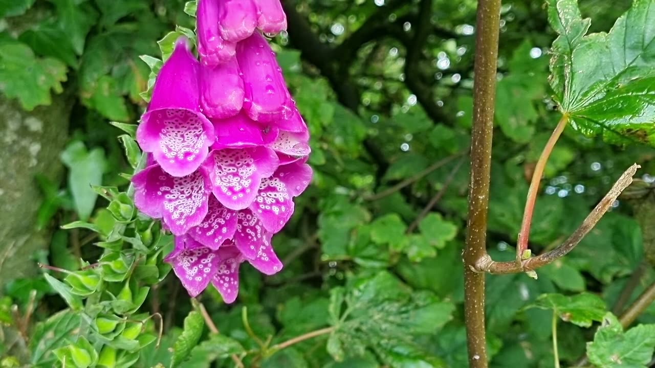 Wild Foxglove Video