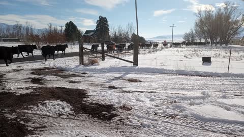 Idaho traffic (cattle drive)