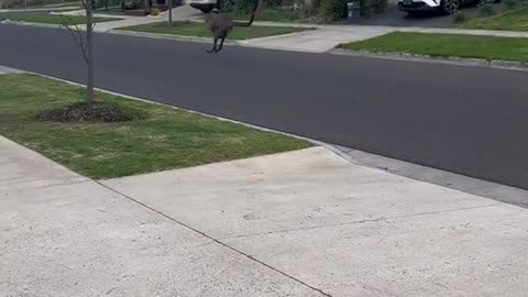 #kangaroo