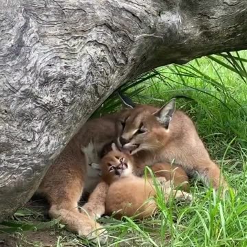 lynx cubs and their protective mother