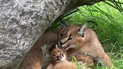 lynx cubs and their protective mother