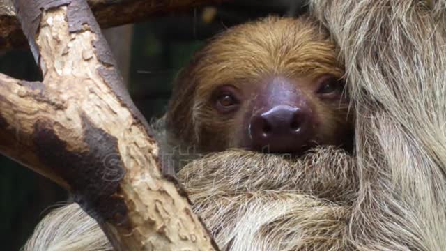 Sloth (Folivora) in a Tree