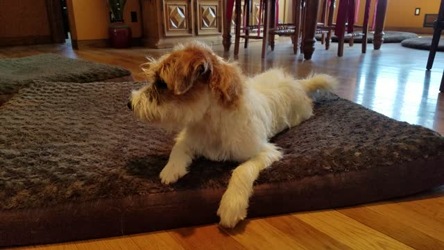 Silly Parson Russell Terrier on moving bed