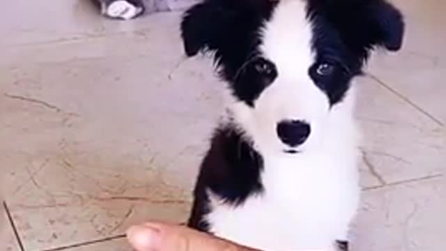 #shorts ..try not laugh.funniest vedio dogs and cats.laughtrip.pet lover watch this