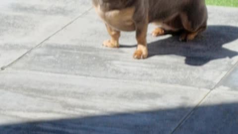 Blue the Dachshund is Ready for Takeoff