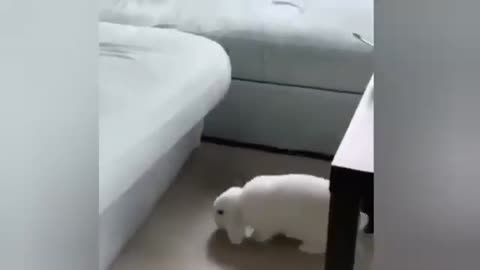 Cute rabbits having fun 😊😌