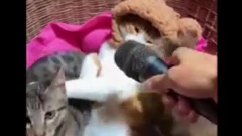 Funny animal videos 😂😂