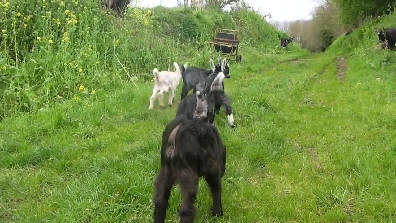 Chevreaux - Race Chèvre des Fossés -