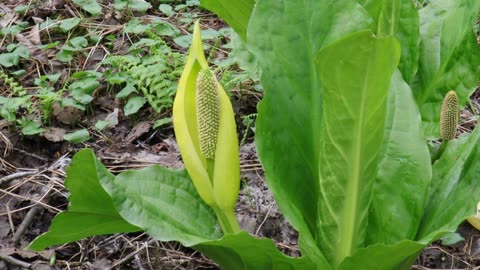 Skunk Cabbage