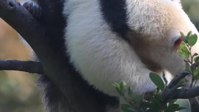 anteater