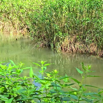 Beautiful nature sounds by a river in a forest / beautiful little river in nature / calming nature.