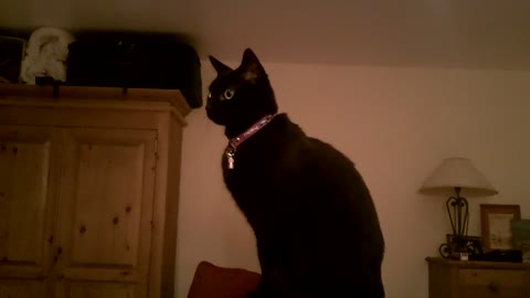 Gato en modo cacería hace unas expresiones faciales de locos