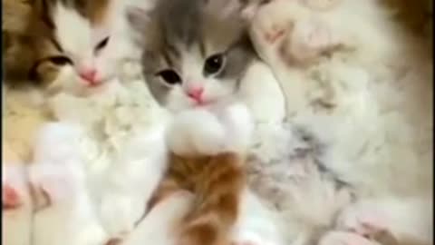 Funniest Cats And Dogs Videos