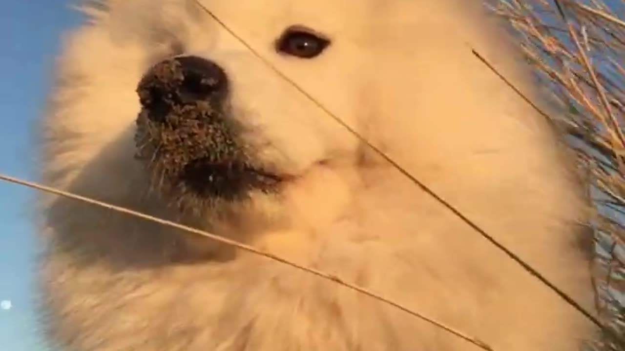 Surprising my dog with a fun beach trip!