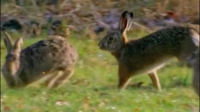 When a rabbit jumps, its hind legs are where it puts its weight