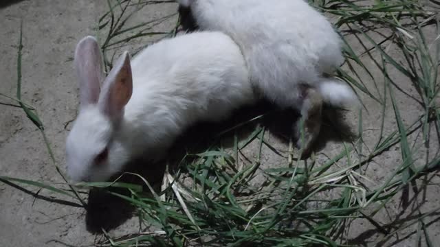 Rabbit Video